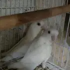 جوز روز البينو منتج