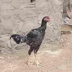 اثنين فروخ باكستاني
