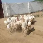 ضان قرايب الا شرط اسن ثني وربع وسديس العدد 30