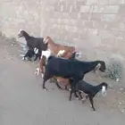 معزه مواليد
