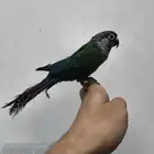 كنيور تربية
