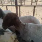 حلاق غنم