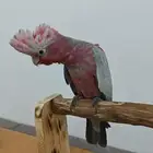 كوكاتو قالا