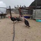 دجاج رومي. أحجام كبيره
