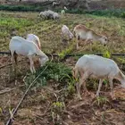 لا البيع 5 ضان مناتيج