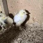صوص براهما عمر اسبوعين