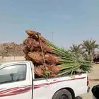 يوجد لدينا نخيل للبيع توه واصلنا اليوم (29 اكتوبر)