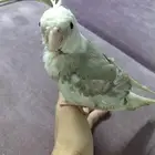 تم البيع الله يبارك له