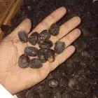 تمر المدينه عجوه وصفاوي جميع الأحجام