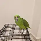 يلوناب للبيع