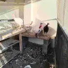 حمام ودجاج فرنسي