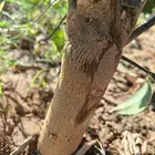 شجر مثمر للبيع