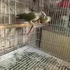 جوز كنيور أناناس مجهول