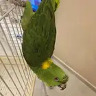يلوناب للبيع