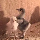 صوص براهما عرض خاص