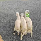 خرفان صفر ثلاجة - ( تم البيع )