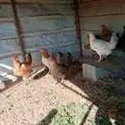 دجاج بلدي بياض