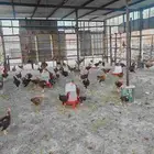 مجموعة ديوك للبيع