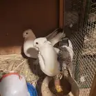 حمام كويتي فراشه