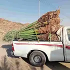 يوجد لدينا نخيل للبيع