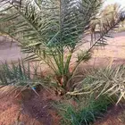 نخل للبيع بجميع نوايعه ومقاساته