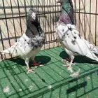 جوز حمام باكستاني تيدي