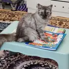 للتبني شيرازي انثي