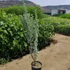 Point of sale for the tree