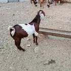 تيوس فحول مهجن امهم هولندي توائم