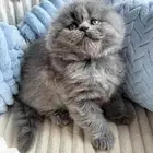 قطة انثى كيتن سكوتش بريتش بلو ليلاك عيون رصاصية LeBrad