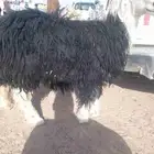 خروف نجدي طيب عمره 4شهور