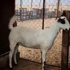 جفرة بيشية للبيع ( تم البيع)