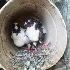 حمام سوري جوزين