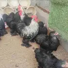 دجاج كوشن قزمي دم صافي