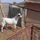 مشروع فحل بيشي عمره 4شهور ونص