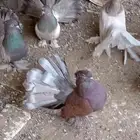 حمام رقاصي هندي 4 أزواج