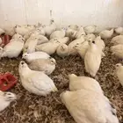 سمان تكساس للبيع العمر 5شهور