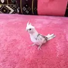بسم الله ما شاء الله للبيع كروان صغير