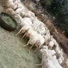 ضان رفيديات مراح واحد