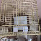 قفص ببغاء