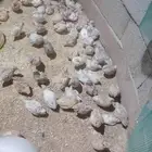 سمان مختلف الأعمار