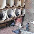 عشة حمام قطيفي