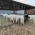 ذبايح خرفان حري