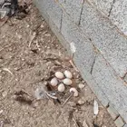 بيض دجاج رومي