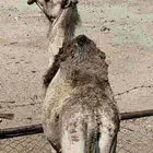 ناقه حايل لقحه سديس قعود حشو