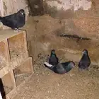 للبيع جوزين حمام قطيفي