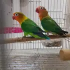 زوج فيشر