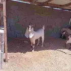 تيس و جفرا