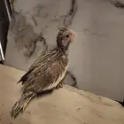 فرخ كروان.جاهز لتدريب