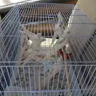 موصل طيور حيوانات اليفه أمانات